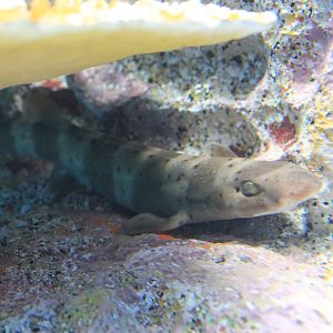 Banded Sand Catshark (Atelomycterus fasciatus)