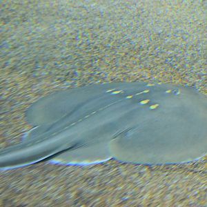 Chinese Fan-Ray (Platyrhina tangi)