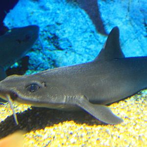 Mandarin Dogfish (Cirrhigaleus barbifer)