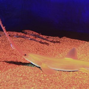 Japanese Sawshark (Pristiophorus japonicus)