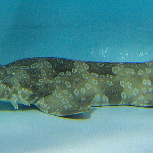 Spotted Wobbegong (Orectolobus maculatus)