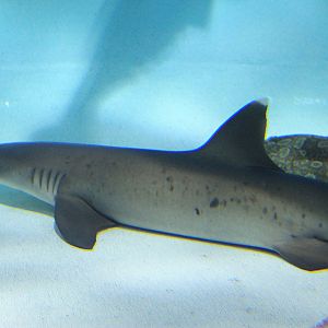 Whitetip Reef Shark (Triaenodon obesus)