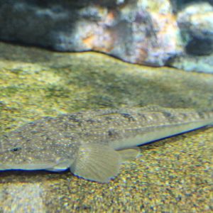 Bar-tailed Flathead (Platycephalus sp.)