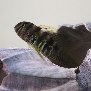 Elegant Blenny (Omobranchus elegans)