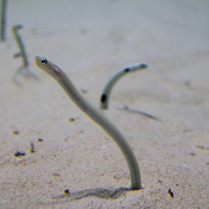 Pacific Spaghetti Eel (Gorgasia japonica)
