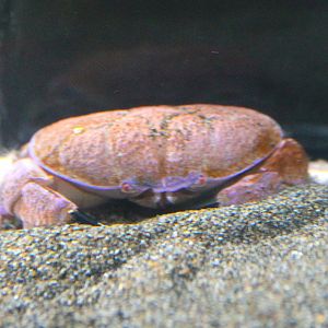 Atergatis reticulatus