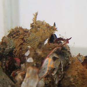 Nudibranch (Plocamopherus tilesii)