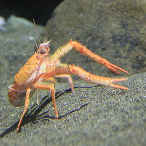 Squat Lobster (Grimothea princeps)