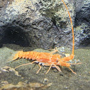 Japanese Furrow Lobster (Nupalirus japonicus)