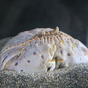 Common Box Crab (Calappa lophos)