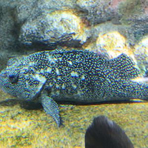 Snowy Rockfish (Sebastes nivosus)