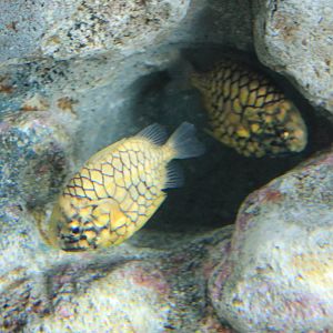 Pineapple Fish (Monocentrus japonicus)
