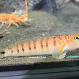 Gold-bridled Sand-Smelt (Parapercis multifasciata)