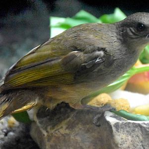 wild Olive-winged Bulbul (Pycnonotus plumosus)