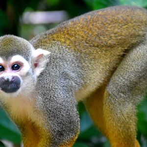 Guianan Squirrel Monkey (Saimiri sciureus)