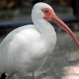 American White Ibis (Eudocimus albus)