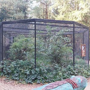 Charlotta Zoo - Red-billed Blue Magpie (Urocissa erythroryncha) and Common Shelduck (Tadorna tadorna)
