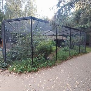 Charlotta Zoo - Red-billed Blue Magpie (Urocissa erythroryncha) and Common Shelduck (Tadorna tadorna)