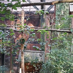 Charlotta Zoo - Blue-and-Yellow Macaw (Ara ararauna) and Common Marmoset (Callithrix jacchus)