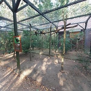 Charlotta Zoo - Patagonian Conure (Cyanoliseus patagonus) and Plumed Guineafowl (Guttera plumifera)