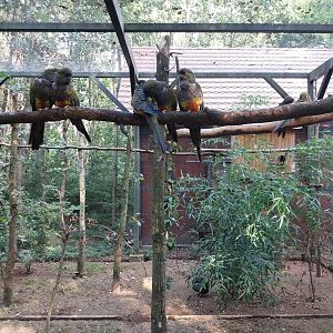 Charlotta Zoo - Patagonian Conure (Cyanoliseus patagonus) and Plumed Guineafowl (Guttera plumifera)