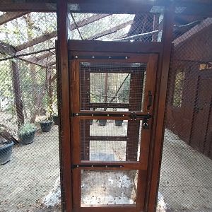 Charlotta Zoo - Pygmy Marmoset (Cebuella pygmaea)