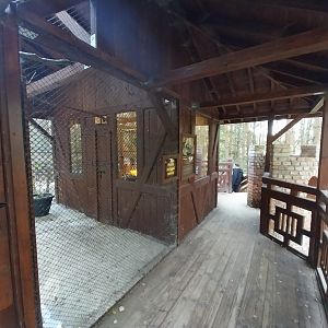 Charlotta Zoo - Pygmy Marmoset (Cebuella pygmaea)