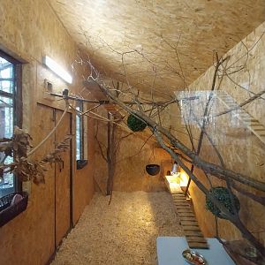 Charlotta Zoo - Pygmy Marmoset (Cebuella pygmaea)