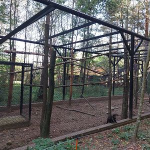 Charlotta Zoo - Black-capped Capuchin (Sapajus apella)