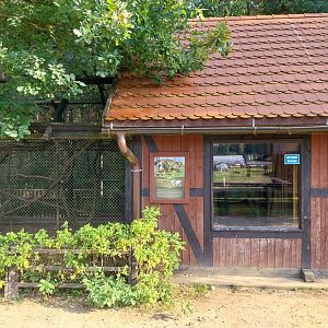 Charlotta Zoo - Black-capped Capuchin (Sapajus apella)