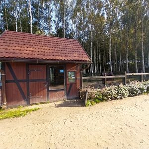 Charlotta Zoo - Meerkat (Suricata suricatta)