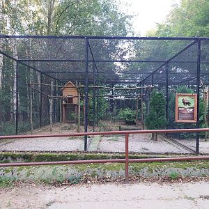 Charlotta Zoo - Lesser Spotted Eagle (Aquila pomarina)