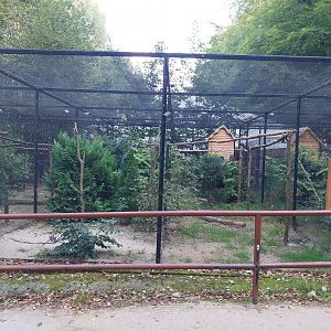 Charlotta Zoo - European Eagle-owl (Bubo bubo bubo)