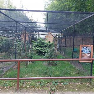 Charlotta Zoo - Great Horned Owl (Bubo virginianus)