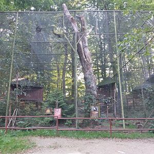 Charlotta Zoo - Stellers Sea Eagle (Haliaeetus pelagicus)