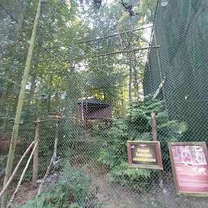 Charlotta Zoo - Eurasian Eagle-owl (Bubo bubo bubo)