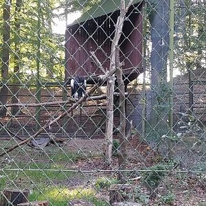 Charlotta Zoo - Stellers Sea Eagle (Haliaeetus pelagicus)