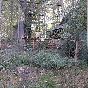 Charlotta Zoo - Western Siberian Eagle-owl (Bubo bubo sibiricus)
