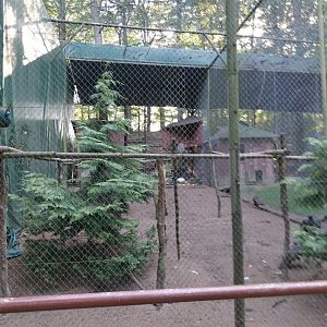 Charlotta Zoo - Indian Peafowl (Pavo cristatus)
