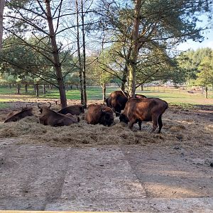 Charlotta Zoo - European Lowland-bison (Bison bonasus bonasus)