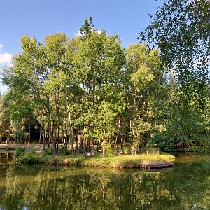 Charlotta Zoo - Red-cheeked Gibbon (Nomascus gabriellae)