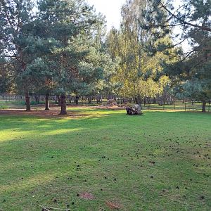 Charlotta Zoo - Kafue Lechwe (Kobus leche kafuensis)