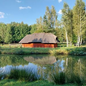 Charlotta Zoo - Red Kangaroo (Osphranter rufus)