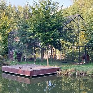 Charlotta Zoo - Grey Crowned Crane (Balearica regulorum)