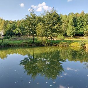 Zoo Charlotta - Red Kangaroo (Osphranter rufus)