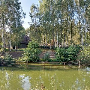 Zoo Charlotta - Common Eland (Tragelaphus oryx)