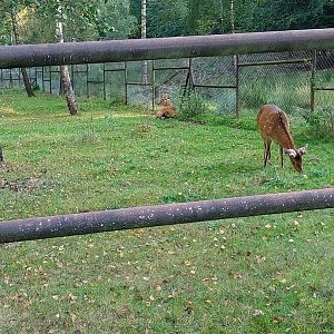 Zoo Charlotta - Vietnamese Sika Deer (Cervus nippon pseudaxis)
