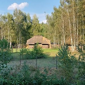 Zoo Charlotta - Scimitar-horned Oryx (Oryx dammah)