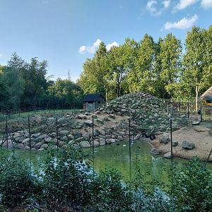Zoo Charlotta - Japanese Macaque (Macaca fuscata)