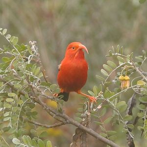 Drepanis coccinea (Haleakalā National Park)